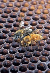 Waben und Bienen